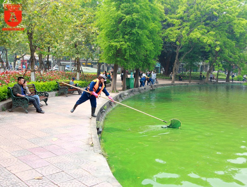 Nhiều váng xanh đậm đặc xuất hiện ở ven hồ Hoàn Kiếm